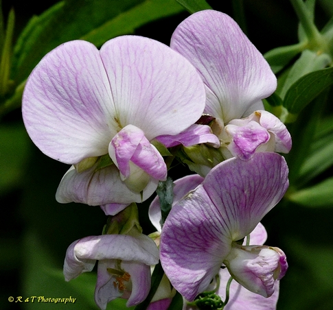 {Lathyrus latifolius}